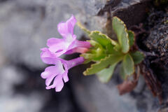 Primula daonensis, photograph (c) Thierry Arbault, some rights reserved (CC BY)