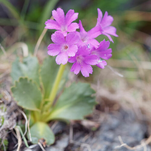 Primula daonensis, photograph 5