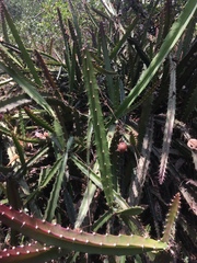 Disocactus speciosus speciosus