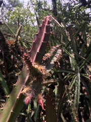 Disocactus speciosus speciosus