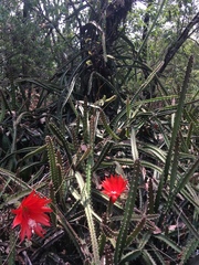 Disocactus speciosus speciosus