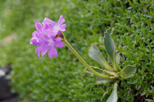 Primula daonensis, photograph 4