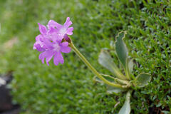 (c) Thierry Arbault, some rights reserved (CC BY) Primula daonensis, photograph (c) Thierry Arbault, some rights reserved (CC BY)