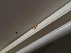 Pseudonadagara semicolor