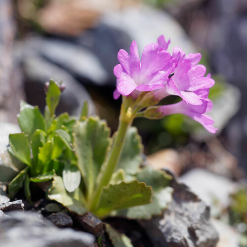 Primula daonensis, photograph 3