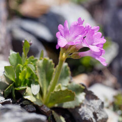 (c) Thierry Arbault, some rights reserved (CC BY) Primula daonensis, photograph (c) Thierry Arbault, some rights reserved (CC BY)