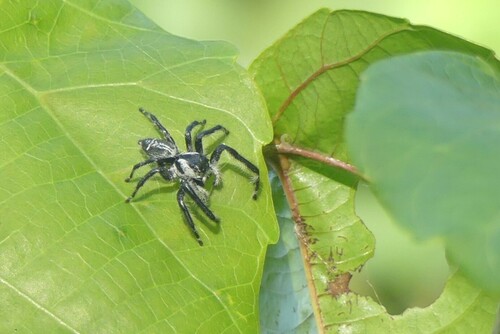Hyllus leucomelas
