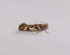 Aristotelia elegantella
