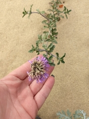 Monardella undulata