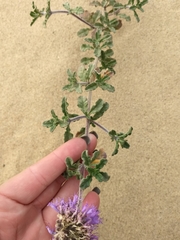 Monardella undulata