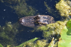 Alligator mississippiensis image