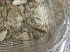 Luxilus chrysocephalus