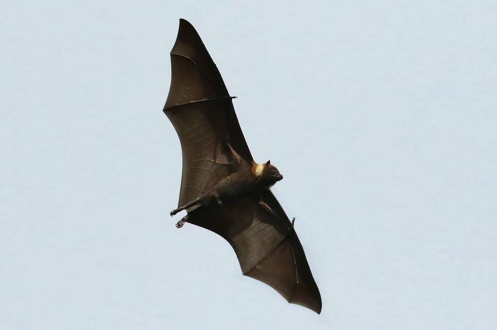 Kosrae Flying Fox