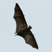 Kosrae Flying-Fox - Photo (c) Thibaud Aronson, some rights reserved (CC BY-SA), uploaded by Thibaud Aronson