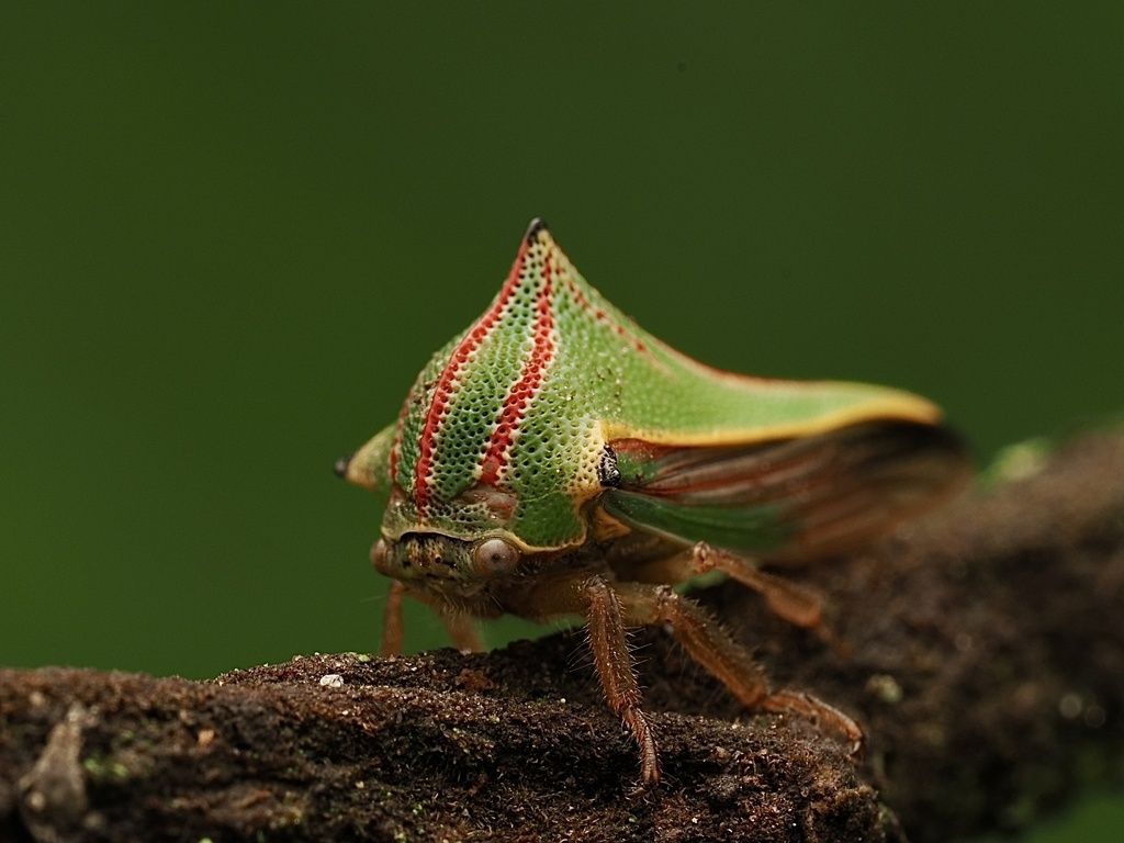 Thorn Treehoppers
