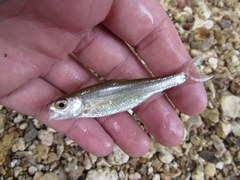 Luxilus zonatus