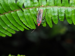 Thunbergia marginata