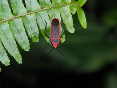 Thunbergia marginata