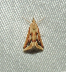 Achyra massalis