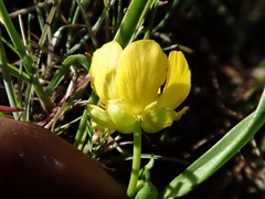 Ranunculus alismifolius