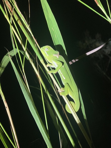 Flap-necked Chameleon