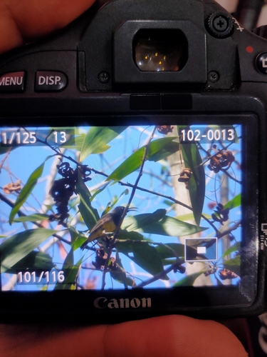 Ornate Sunbird