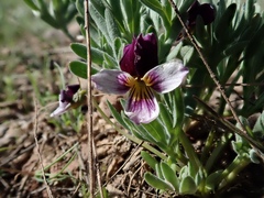 Viola beckwithii