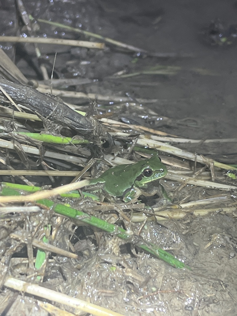 Spotless Tree Toad from Dingyuan, Chuzhou, Anhui, CN on May 5, 2024 at ...