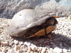 Kinosternon alamosae