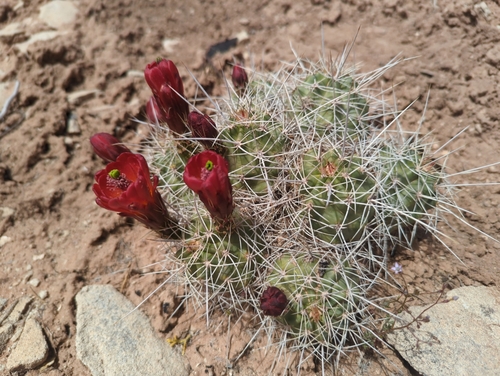 Mojave Kingcup Cactus