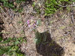 Boechera californica