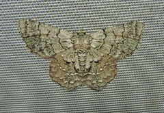 Hypodoxa