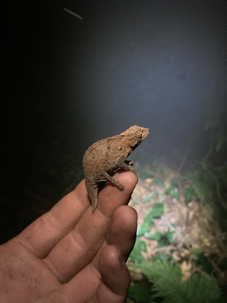 Mount Inago Pygmy Chameleon