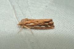 Meyrickella torquesauria