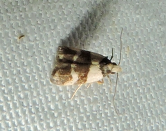 Eulechria triferella