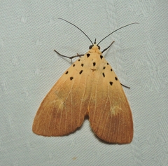 Asota iodamia