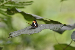 Adelpha cytherea marcia