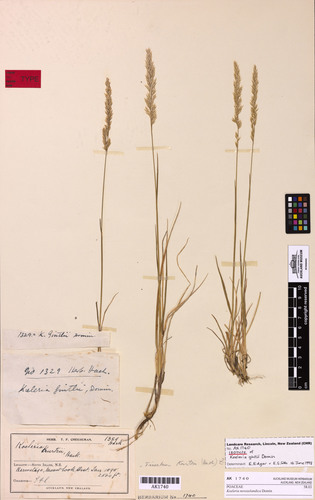 Koeleria novozelandica