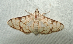 Aphytoceros lucusalis