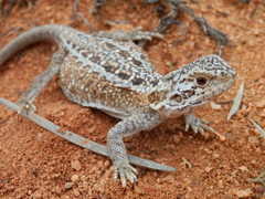 Western Netted Dragon photo 2