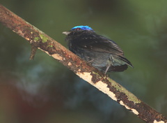 Lepidothrix coronata