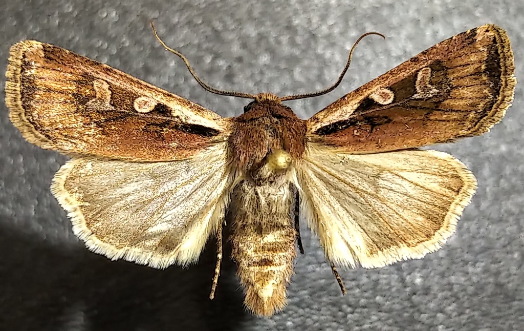 Euxoa castanea