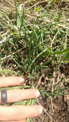 Salicornia perennis