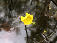 Ranunculus flabellaris