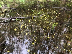 Ranunculus flabellaris