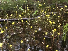 Ranunculus flabellaris