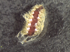 Harmothoe imbricata
