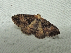 Aporoctena scierodes