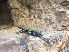 Podarcis muralis nigriventris
