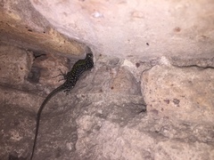 Podarcis muralis nigriventris